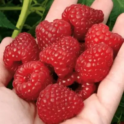 Малина РУБИФОЛ в Жлобине