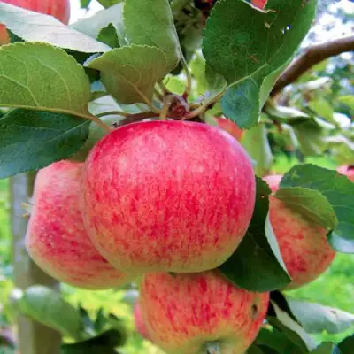 Яблоня ПИРОС в Жлобине