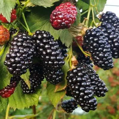 Ежевика НАТЧЕЗ бесшипная  в Жлобине