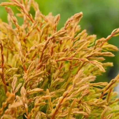 Туя ГОЛДЕН ТАФФЕТ западная в Жлобине