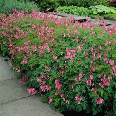 Дицентра изящная в Жлобине