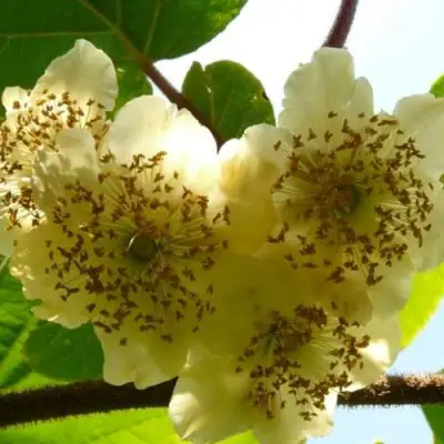 Актинидия АТЛАС (МУЖСКОЙ) киви в Жлобине