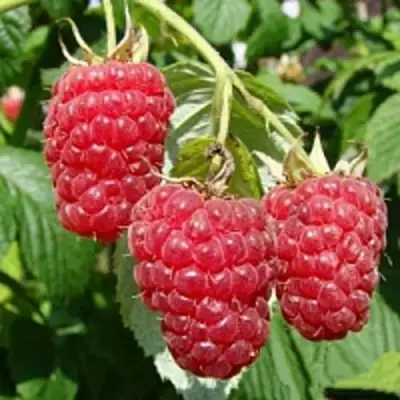 Малиновое дерево ТАРУСА в Жлобине