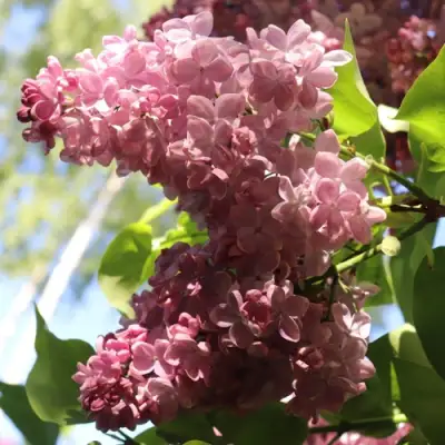 Сирень МЕДОВЫЙ СПАС в Жлобине