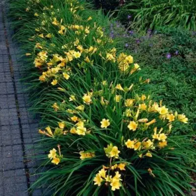 Лилейник СТЕЛЛА ДЕ ОРО гибридный в Жлобине