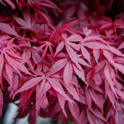 Клен дланевидный АТРОПУРПУРЕУМ в Жлобине