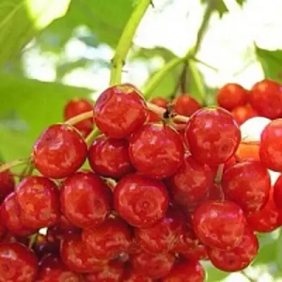 Калина КИЕВСКАЯ САДОВАЯ в Жлобине