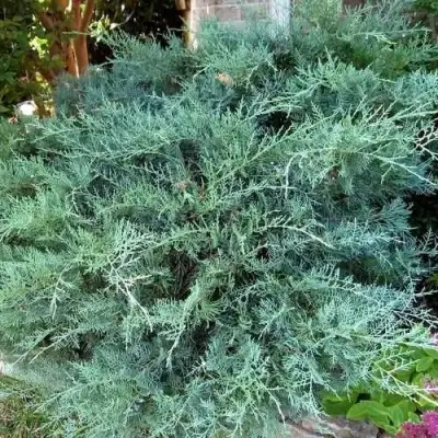 Можжевельник ГРЕЙ ОУЛ виргинский  в Жлобине