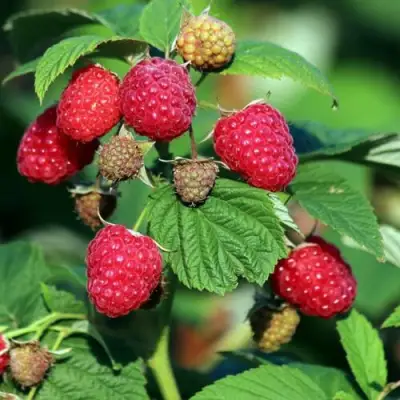 Малиновое дерево СКАЗКА в Жлобине