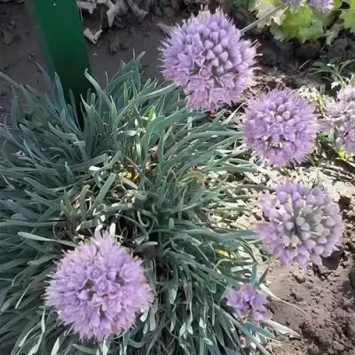 Лук СПИРАЛИС горный в Жлобине