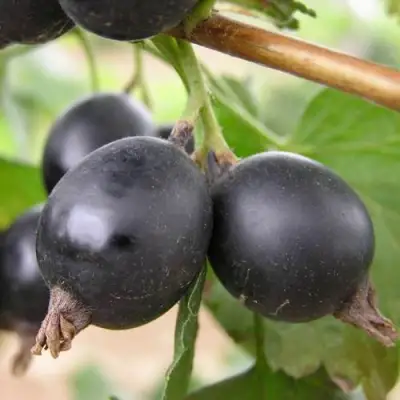 ЙОШТА в Жлобине