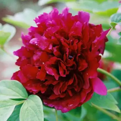 Пион ГАЛАКТИКА травянистый в Жлобине