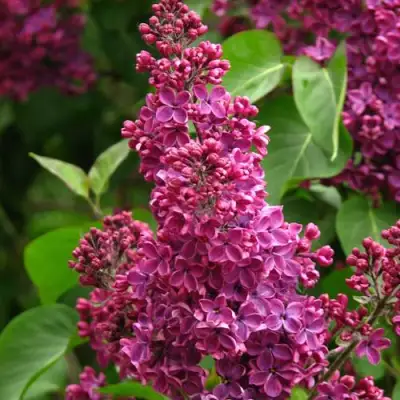 Сирень ЗНАМЯ ЛЕНИНА в Жлобине