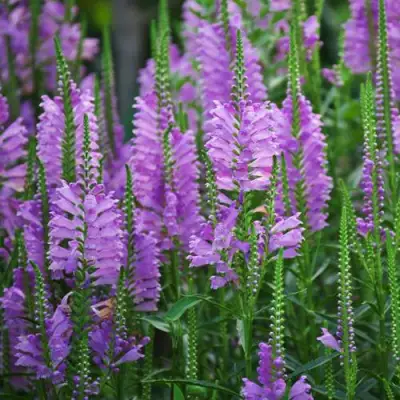 Физостегия РОЗЕЯ виргинская в Жлобине