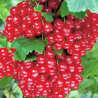 Смородина красная РУДНЕУС в Жлобине