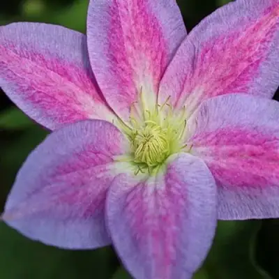 Клематис ЧЕЙНДЖ ОФ ХАРТ в Жлобине