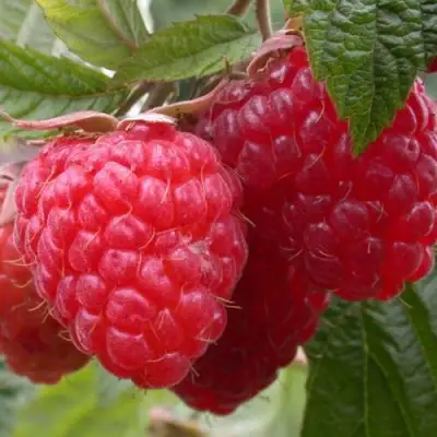 Малина ПИНГВИН в Жлобине