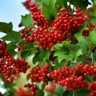 Калина ТАЕЖНЫЕ РУБИНЫ в Жлобине