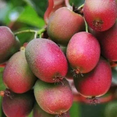 Актинидия ВЕЙКИ аргута в Жлобине