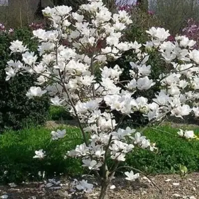 Магнолия АЛЬБА СУПЕРБА в Жлобине