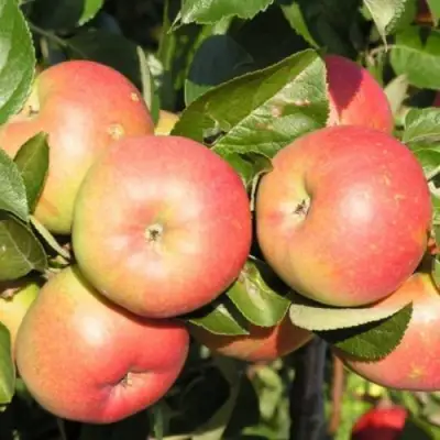 Яблоня РЕДКРАФТ в Жлобине