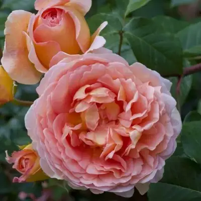 Роза АБРАХАМ ДЕРБИ английская в Жлобине