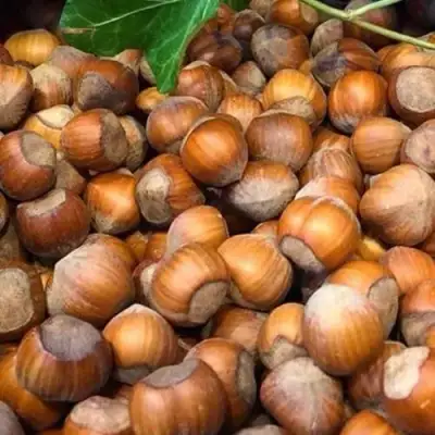 Фундук ТОНДА ДЖИФФОНИ в Жлобине