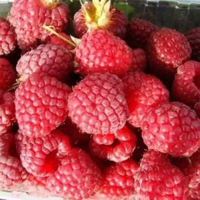 Малина ПОЛЕСЬЕ в Жлобине