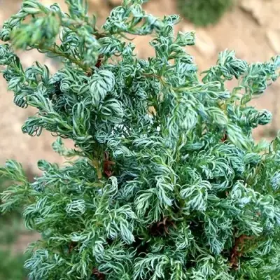 Кипарисовик БЕБИ БЛЮ горохоплодный в Жлобине