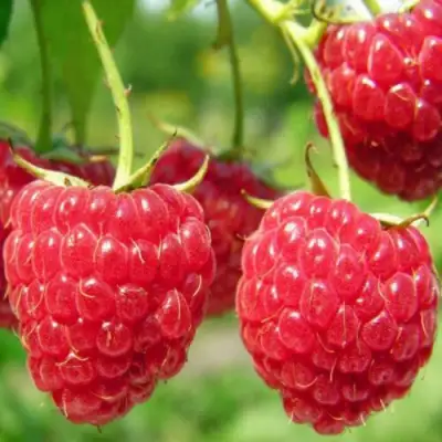 Малина ПИНГВИН в Жлобине