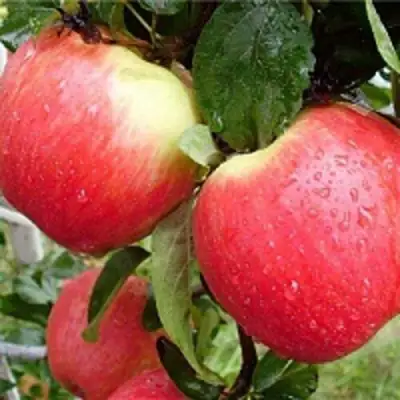 Яблоня ЖЕНЕВА (ЖЕНЕВА ЭРЛИ) в Жлобине