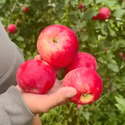 Яблоня АКСЕНА в Жлобине