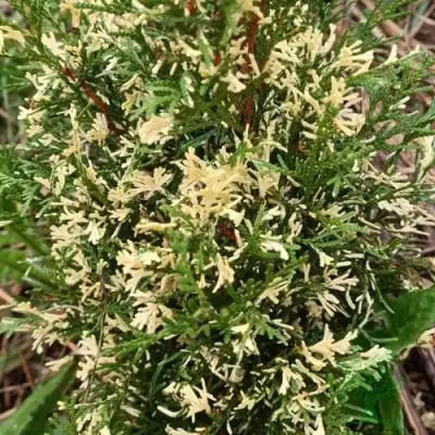 Туя БРАБАНТ ВАРИЕГАТТА западная в Жлобине