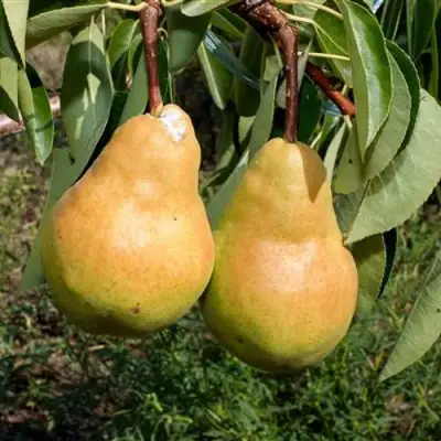 Груша ДЮШЕС ЛЕТНИЙ в Жлобине