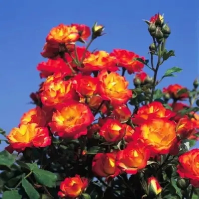 Роза ТАЙФУН спрей в Жлобине