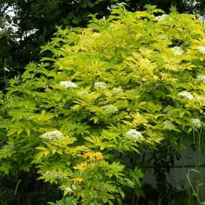 Бузина черная АУРЕА в Жлобине