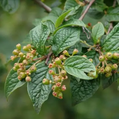 Кизильник пузырчатый в Жлобине