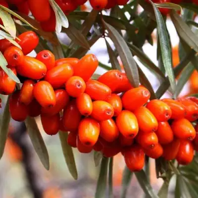 Облепиха ДЖЕМОВАЯ в Жлобине