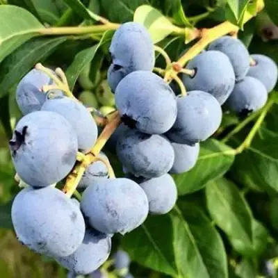 Голубика БЛЮДЖЕЙ в Жлобине