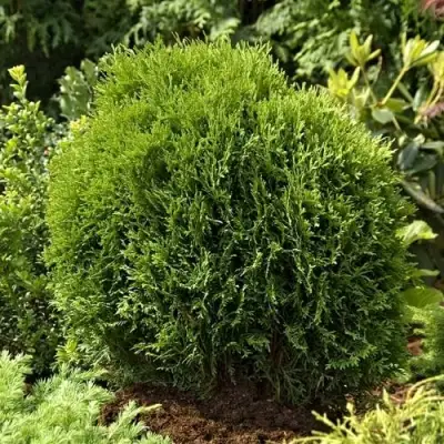 Туя ТИНИ ТИМ западная в Жлобине