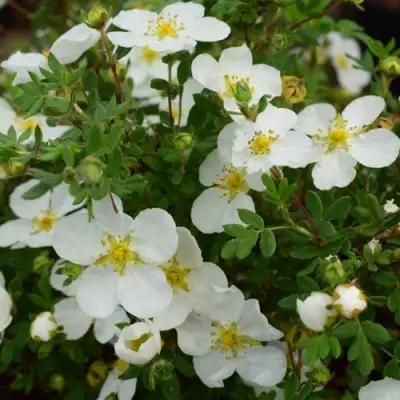 Лапчатка АББОТСВУД кустарниковая в Жлобине