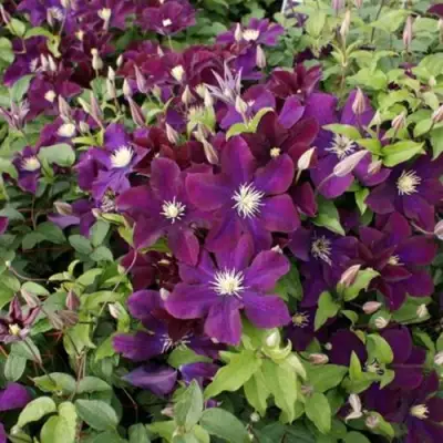 Клематис ГЕРОИ ВАРШАВЫ в Жлобине