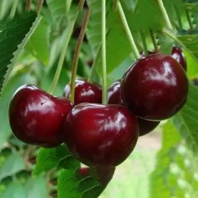 Вишня ЖАДАНА в Жлобине