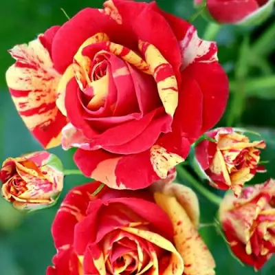 Роза ФАЙЕР ФЛЕШ спрей в Жлобине