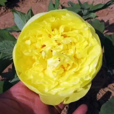 Пион ЗОЛОТО ПОДНЕБЕСНОЙ древовидный в Жлобине