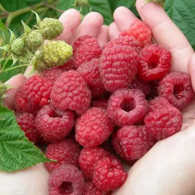 Малина МОЛЛИНГ ДЖУНО в Жлобине