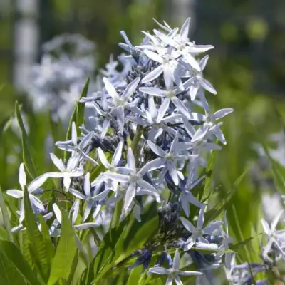 Амсония ТАБЕРНЕМОНТАНА в Жлобине