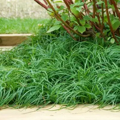 Осока БИТЛЗ в Жлобине