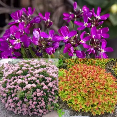 Комплект ЯПОНСКИЙ САД в Жлобине