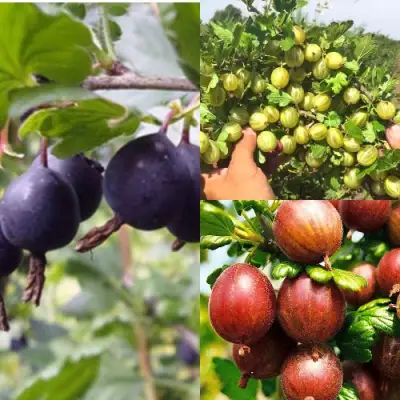 Комплект КРЫЖОВНИК MIX в Жлобине